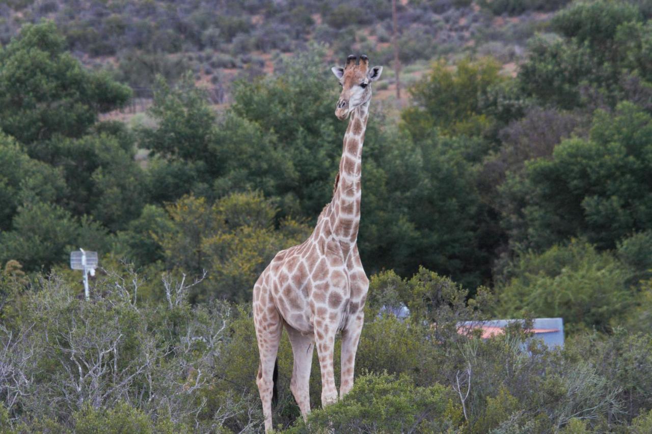 Zwartberg View Mountain Lodge Oudtshoorn Exterior foto