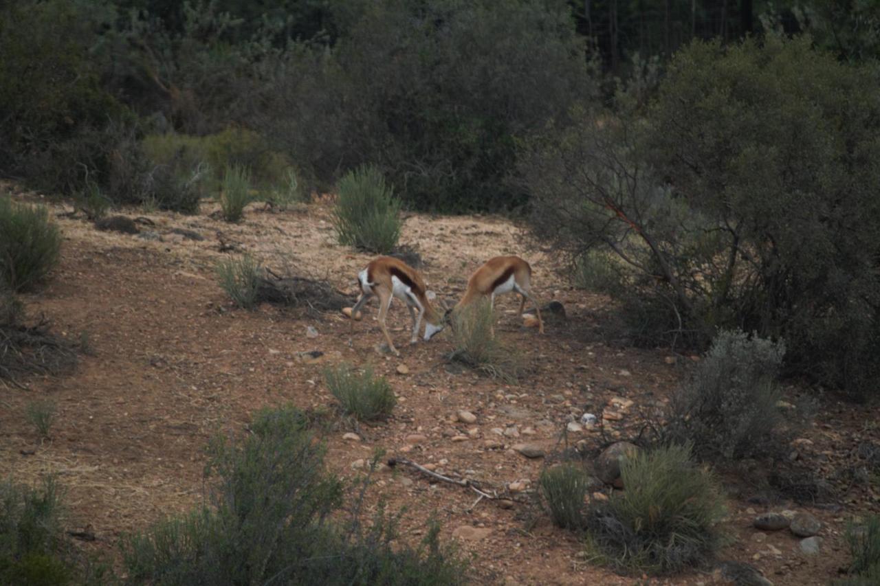 Zwartberg View Mountain Lodge Oudtshoorn Exterior foto