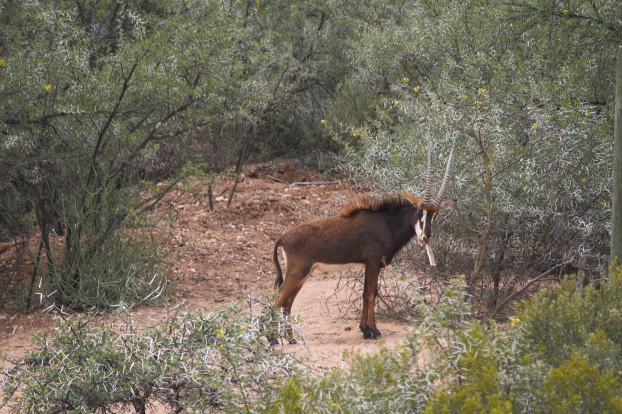 Zwartberg View Mountain Lodge Oudtshoorn Exterior foto