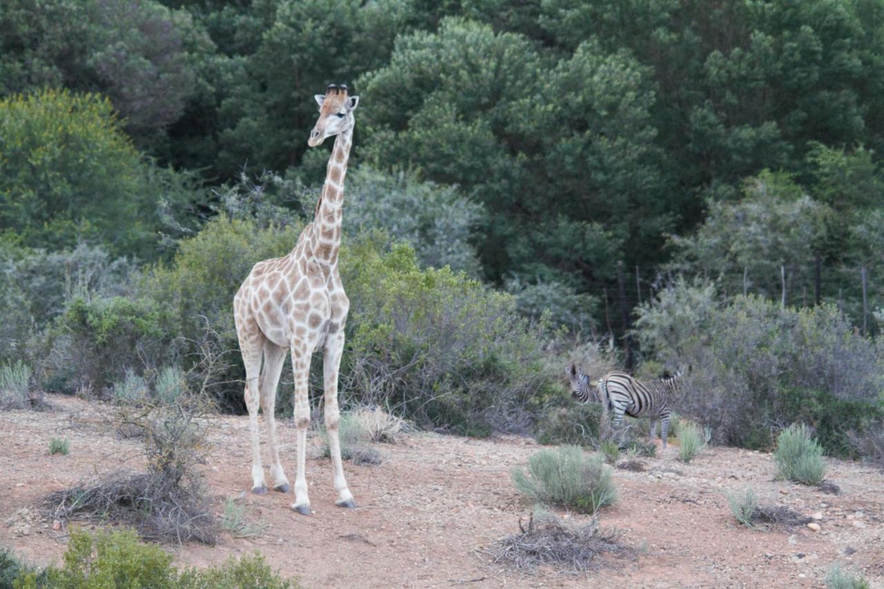 Zwartberg View Mountain Lodge Oudtshoorn Exterior foto