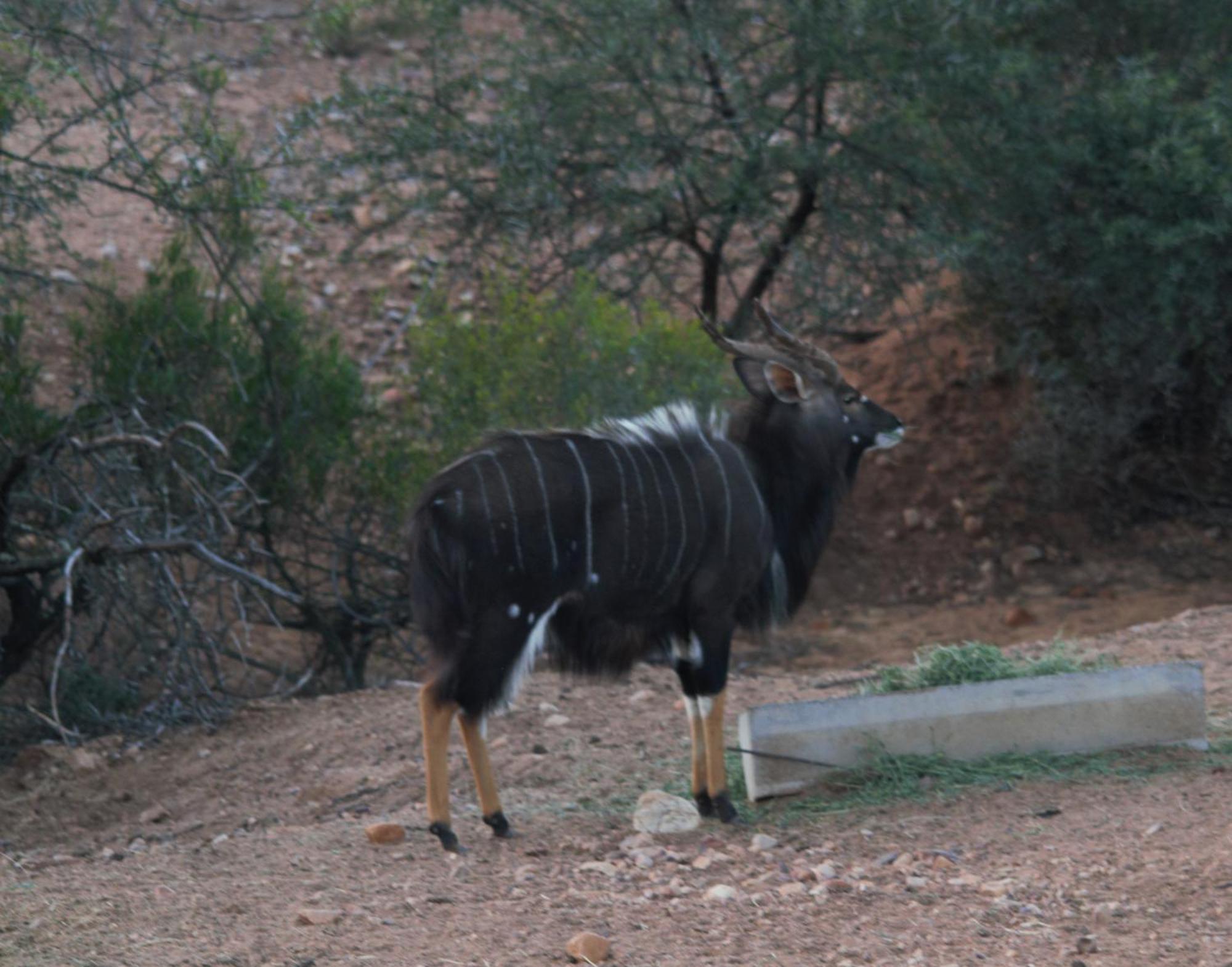 Zwartberg View Mountain Lodge Oudtshoorn Exterior foto