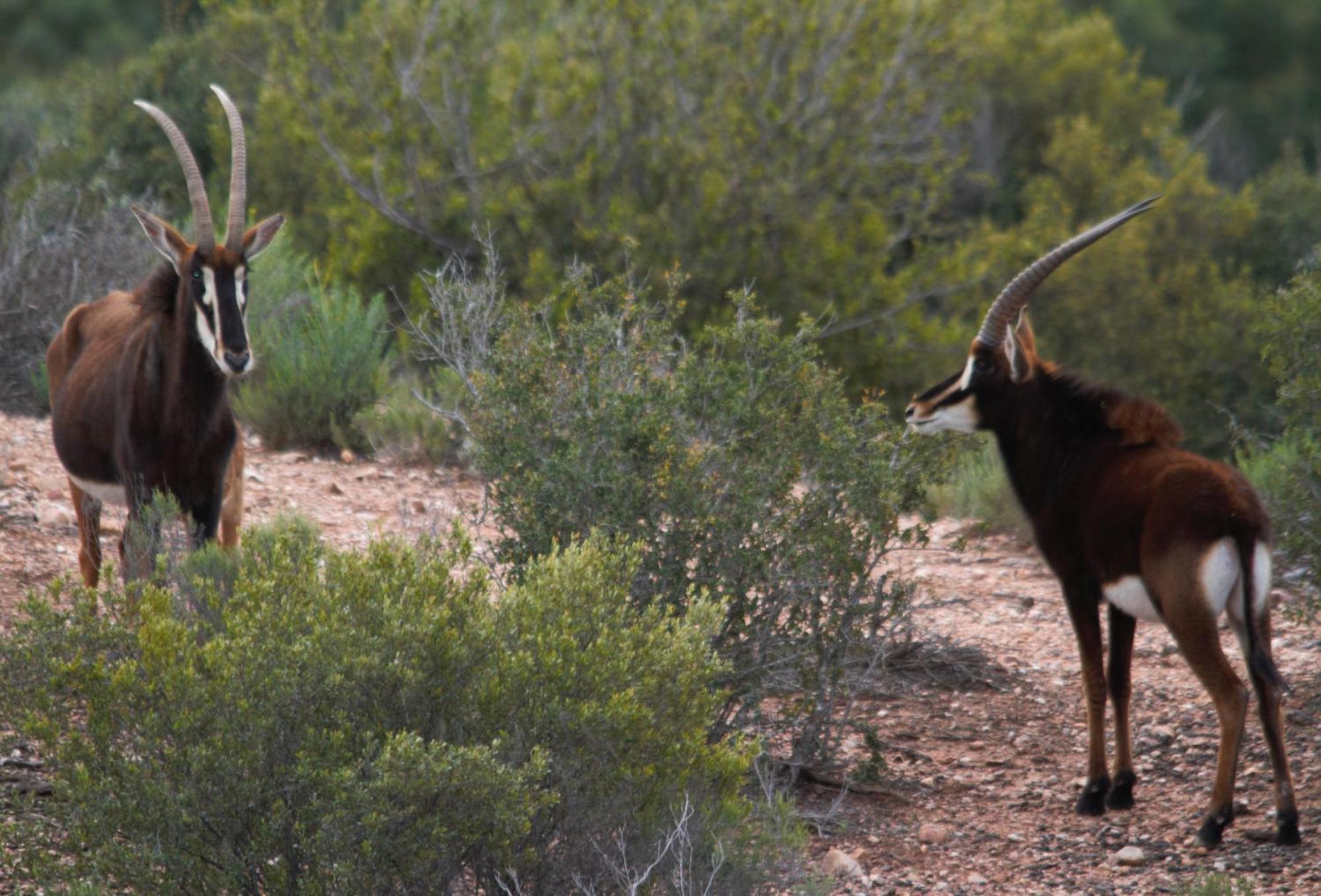 Zwartberg View Mountain Lodge Oudtshoorn Exterior foto